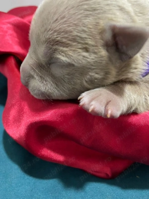 Vand pui American Bully  - imagine 2