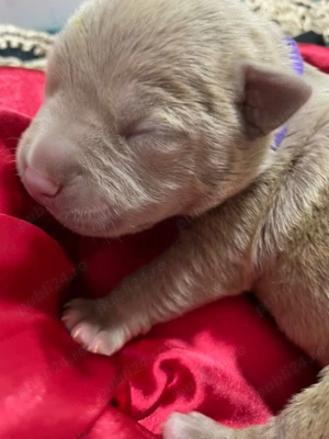 Vand pui American Bully