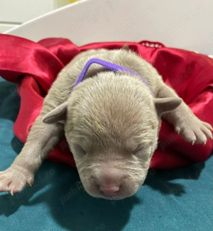 Vand pui American Bully  - imagine 3