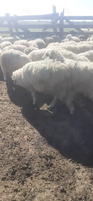 Vind miei crescuti natural