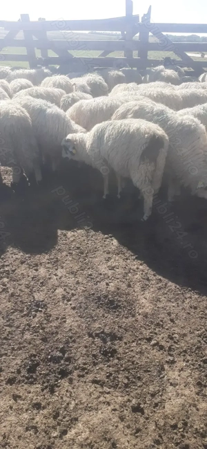 Vind miei crescuti natural - imagine 2