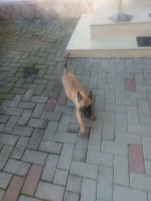 Căței de ciobănesc belgian de malinois  - imagine 3