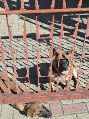 Căței de ciobănesc belgian de malinois