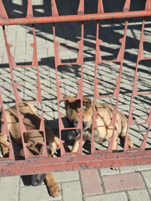 Căței de ciobănesc belgian de malinois  - imagine 2