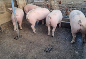 Vand un porc gras - imagine 5 Vand un porc gras - imagine 5