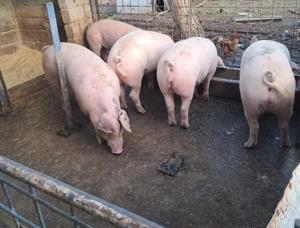 Vand un porc gras - imagine 3 Vand un porc gras - imagine 3