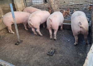 Vand un porc gras - imagine 4 Vand un porc gras - imagine 4