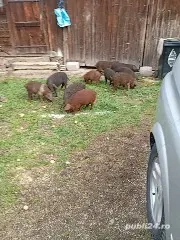 vand porci mangalița  - imagine 2