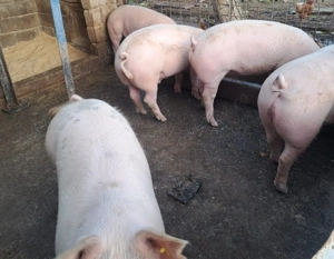 Vand un porc gras - imagine 2 Vand un porc gras - imagine 2