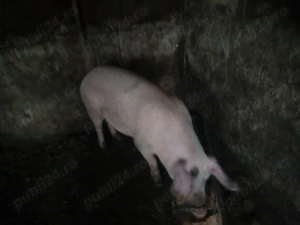 Vând porci mici și mari