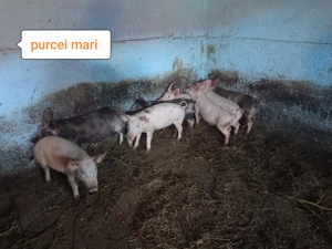 Vând porci mici și mari - imagine 2