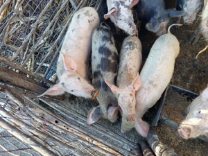 Vând porci mici și mari - imagine 5
