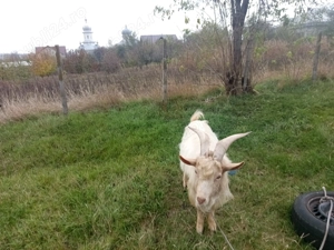 Vând porci mici și mari - imagine 3