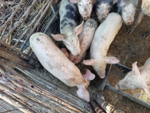 Vând porci mici și mari - imagine 4