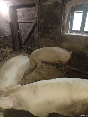 porci de vânzare  - imagine 2