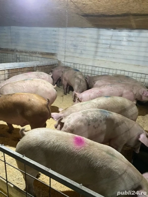 Porci!! super calitate