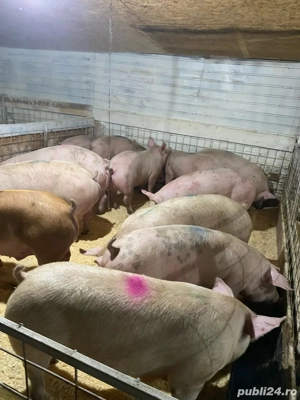 porci numai de carne 