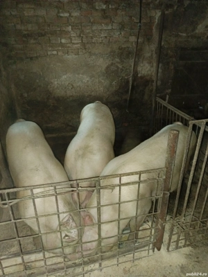 porci de vânzare  - imagine 3