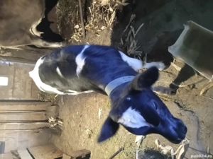 tauras de vanzare de 3luni - imagine 2