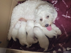 Vând puiuți bichon 
