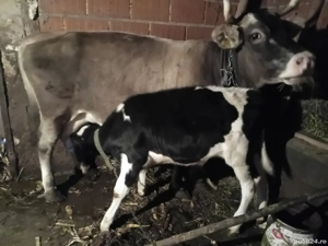 tauras de vanzare de 3luni - imagine 4