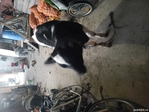 tauras de vanzare de 3luni - imagine 3