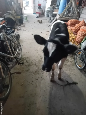 tauras de vanzare de 3luni