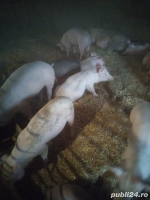 purcei de vanzare - imagine 2