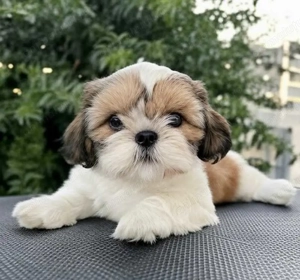 Shih-tzu mascul și femelă