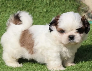 Shih-tzu Shitzu  femele