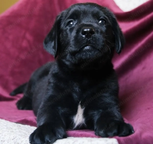 Labrador retriever mascul și femela - imagine 2