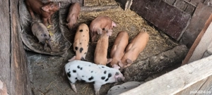 De vânzare  - imagine 2