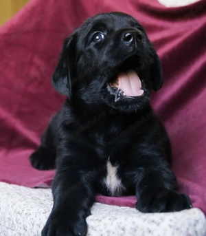 Labrador retriever mascul și femela - imagine 3