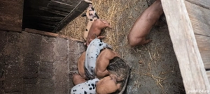 De vânzare  - imagine 3