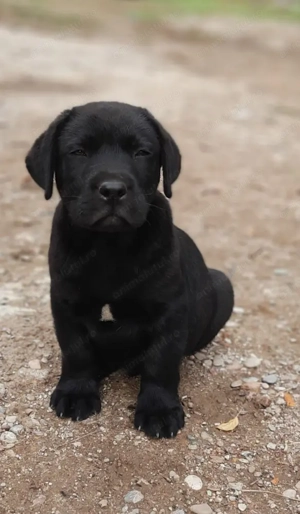 Labrador retriever 
