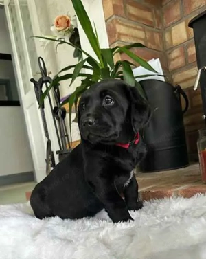 Labrador retriever mascul și femelă