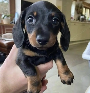 Teckel pitic mascul și femelă  - imagine 2