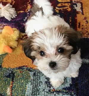 Bichon havanez superbi