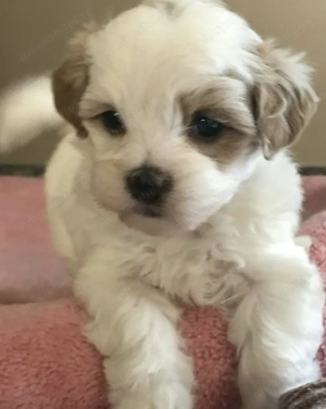 Bichon havanez superbi - imagine 2 Bichon havanez superbi - imagine 2