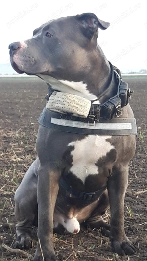 Amstaff blue