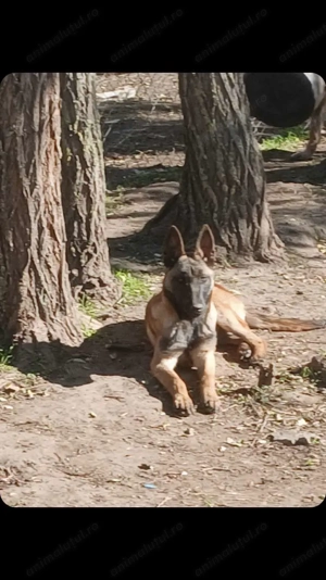 Pui Malinois - Ciobănesc Belgian - imagine 2