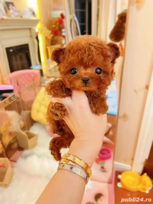 Pudel toy -apricot ofer transport oriunde in tara  - imagine 2