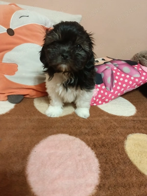 Bichon mini toy - imagine 4