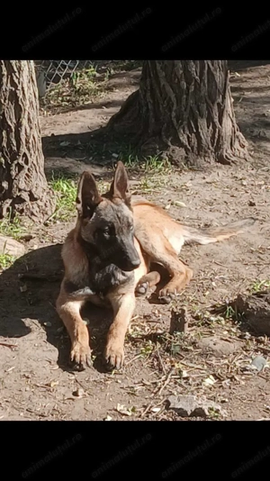Pui Malinois - Ciobănesc Belgian - imagine 3