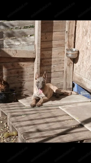 Pui Malinois - Ciobănesc Belgian - imagine 5