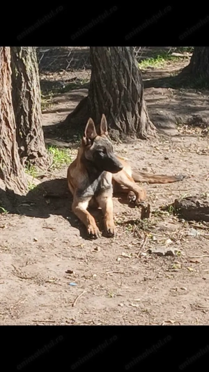 Pui Malinois - Ciobănesc Belgian - imagine 4