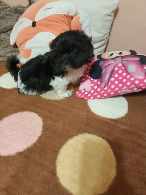 Bichon mini toy - imagine 5