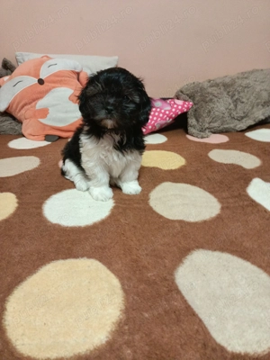 Bichon mini toy - imagine 2