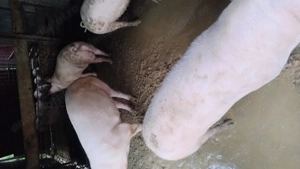 Porci de vânzare  - imagine 3 Porci de vânzare  - imagine 3