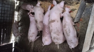 Porci de vânzare  - imagine 5 Porci de vânzare  - imagine 5